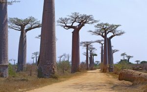 avenue of baobabs
