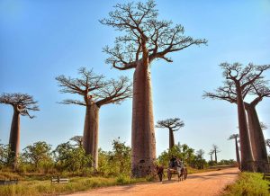 avenue of baobabs