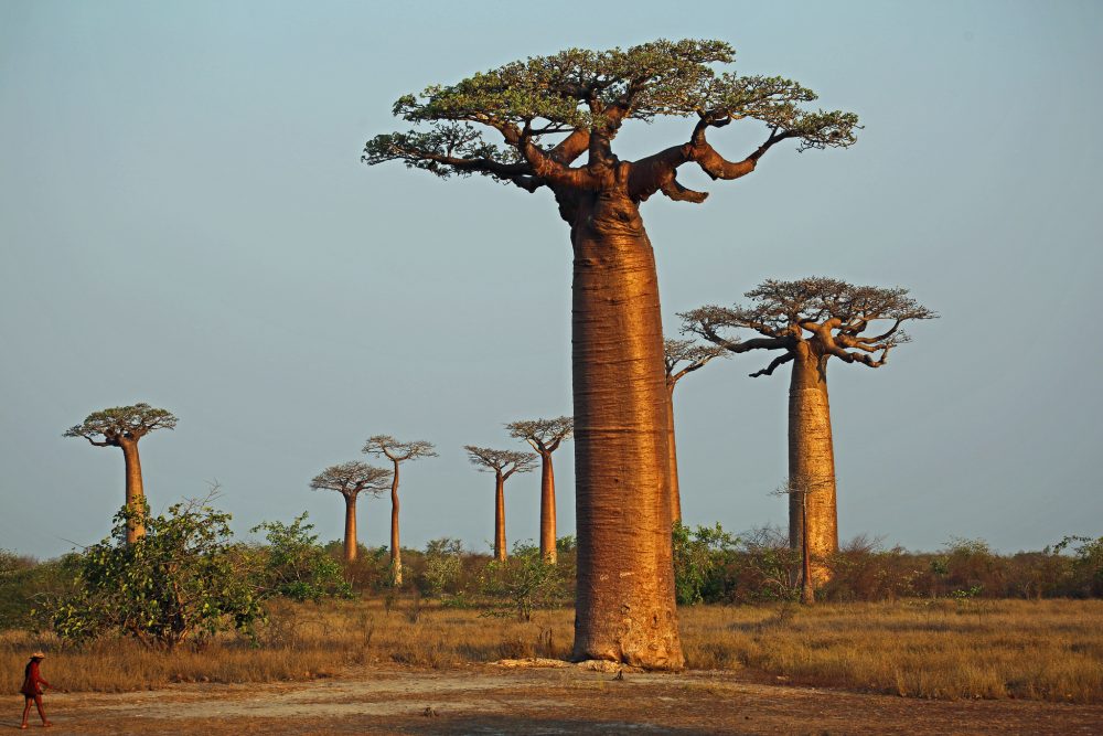 Visiting The Avenue Of The Baobabs - The Roots Of Madagascar