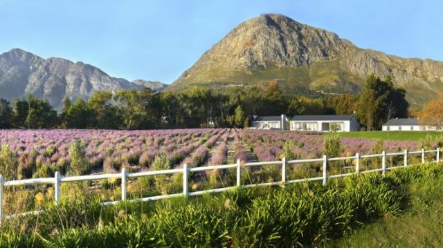 lavender guest farm