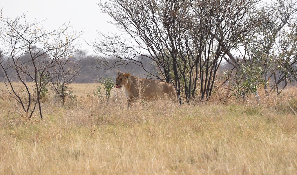 lioness botswana