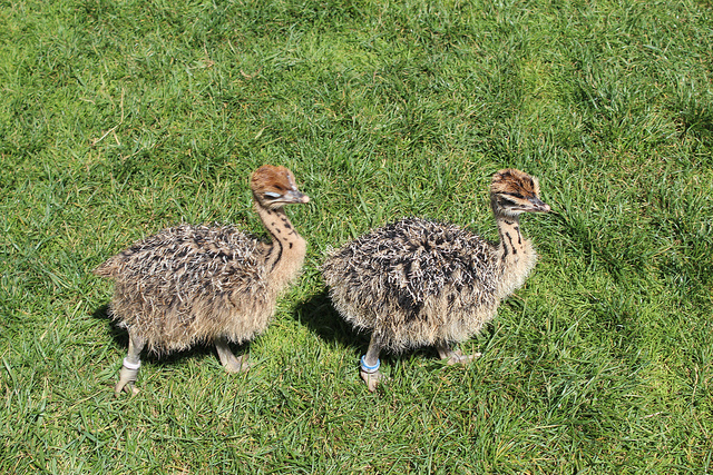 ostrich chicks