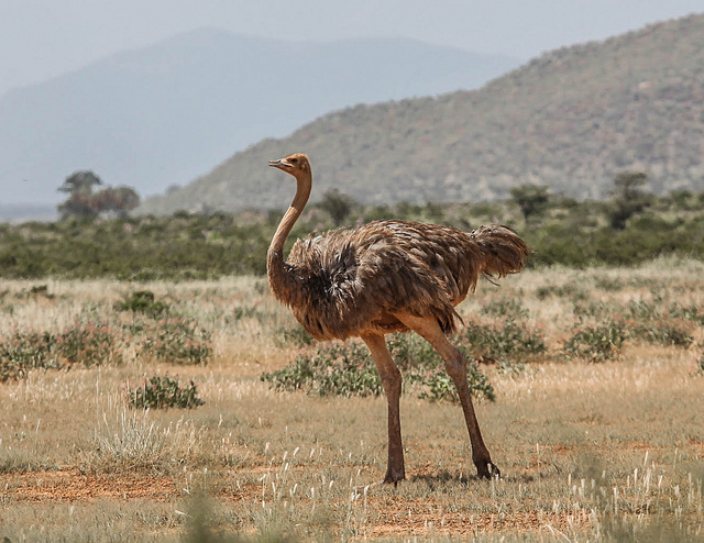 ostrich legs