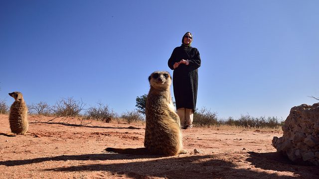 kalahari meerkat