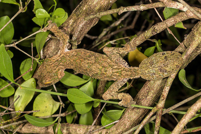 leaf tailed gecko