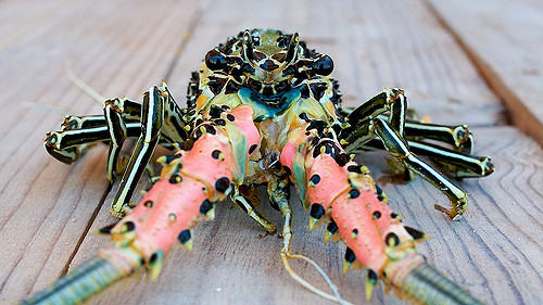 lobster madagascar