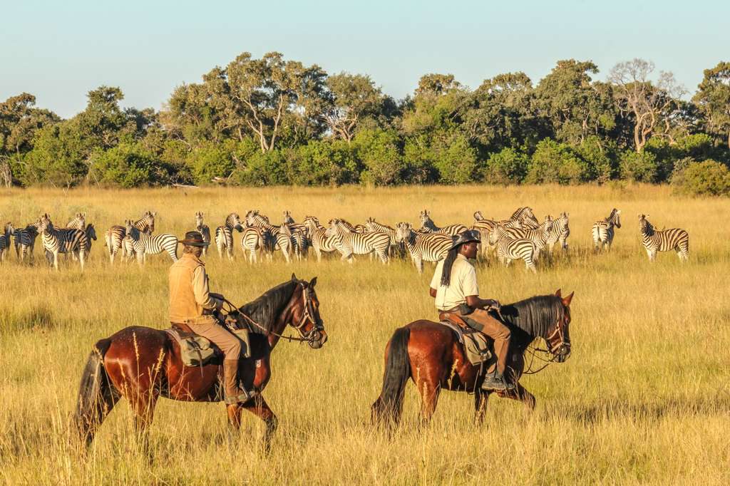 african horse safari botswana