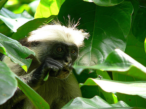 Dusky leaf monkey is able to digest cellulose!  Fun facts about animals,  Animals wild, Primates