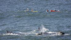 whale kayak
