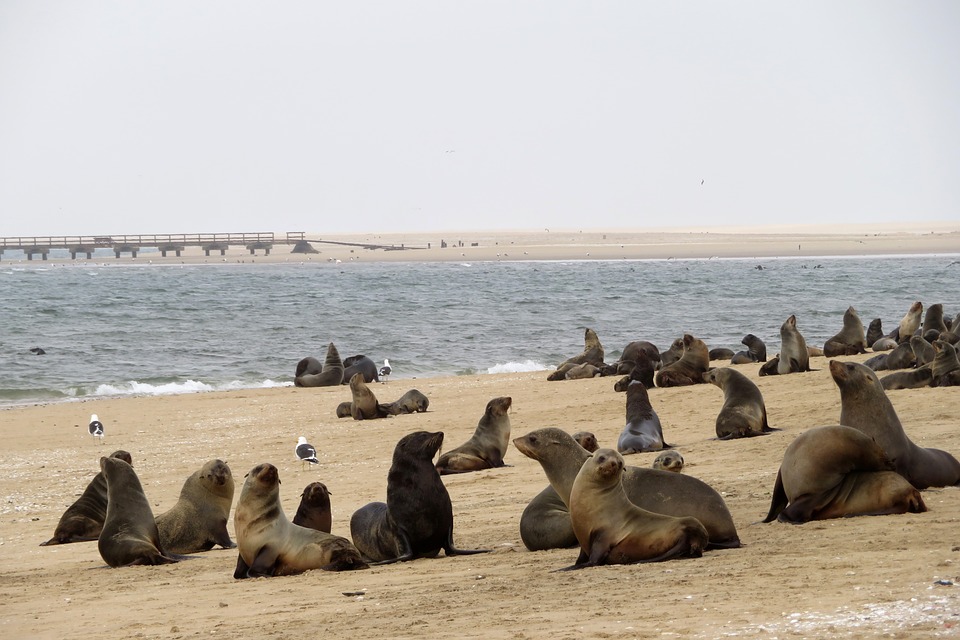 Seals at walvis bay