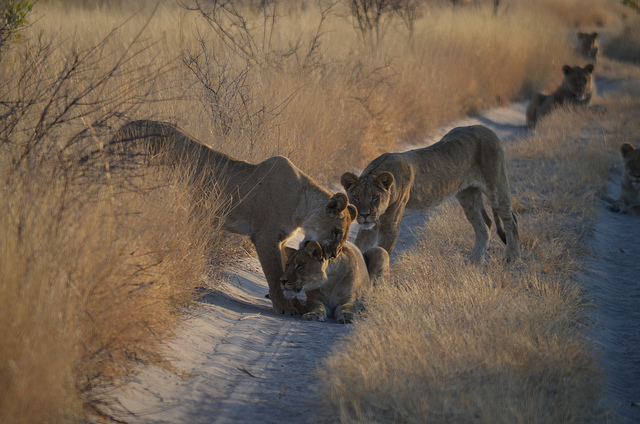 kalahari lions