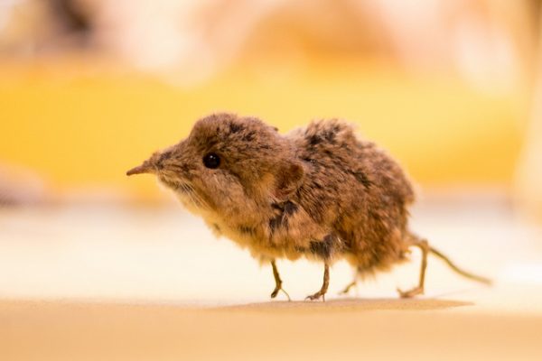 6 Things You Didn't Know About The Elephant Shrew | AFKTravel