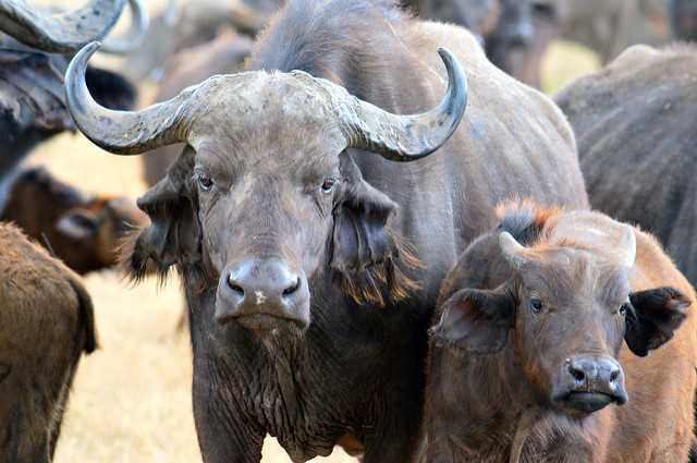 Picasso Legepladsudstyr opadgående 6 Things You Didn't Know About African Buffalo | AFKTravel