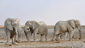 namibia 1