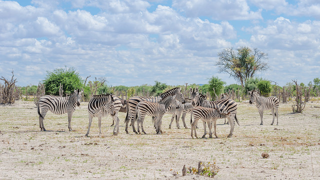 botswana zebras
